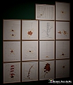 VBS_1378 - Castello di Miradolo - Mostra Oltre il giardino l'Abbecedario di paolo Pejrone